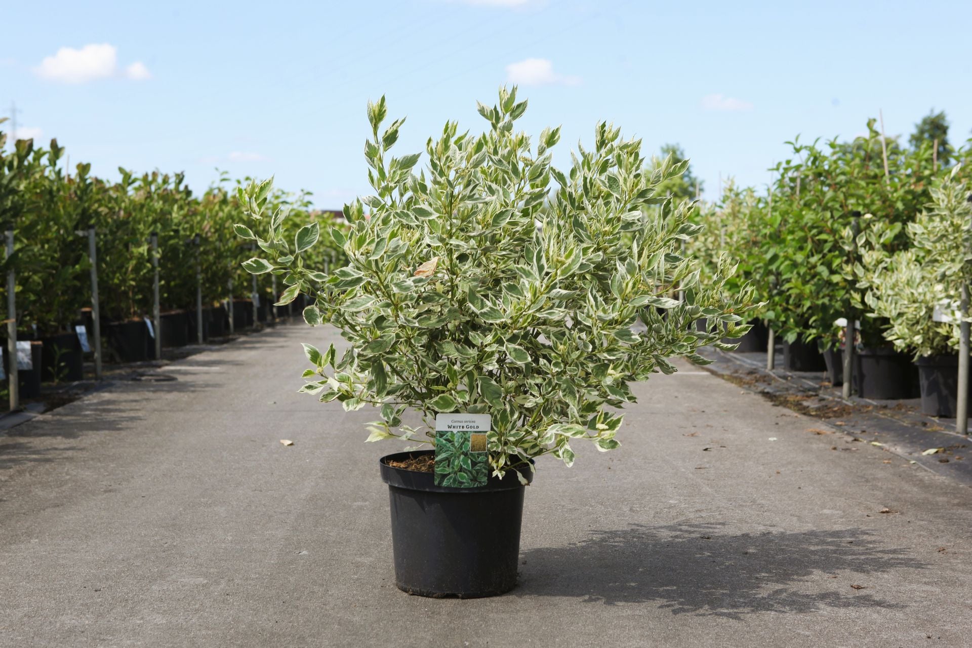 Cornus sericea 'White Gold'