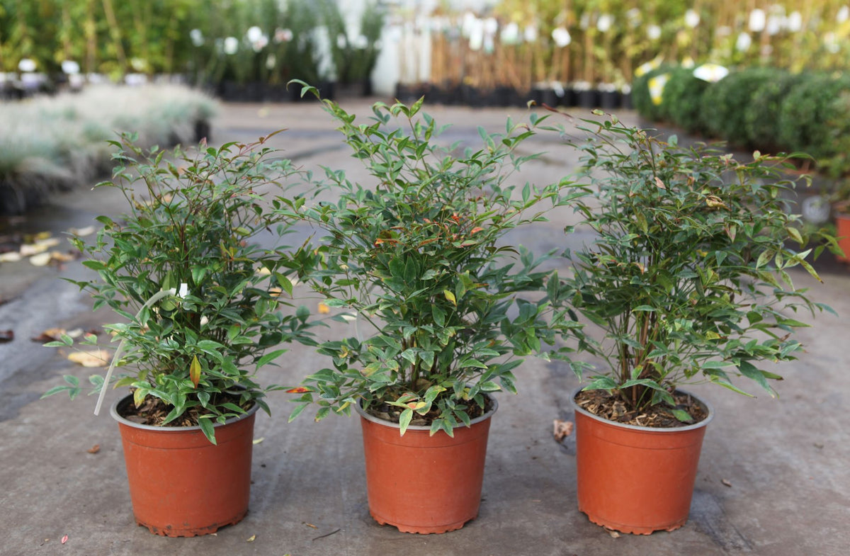 Nandina domestica