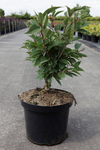 Prunus nipponica 'Ruby'