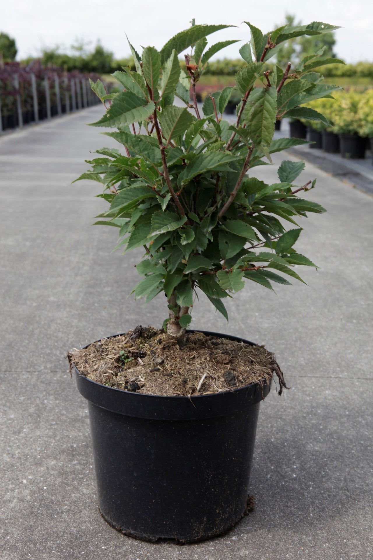 Prunus nipponica 'Ruby'