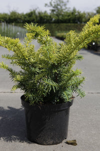 Taxus baccata 'Summergold'