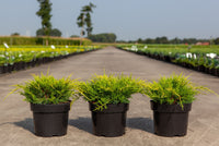 Juniperus pfitzeriana 'Gold Coast'