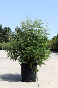 Vitex agnus-castus First Editions© 'Delta Blues©'