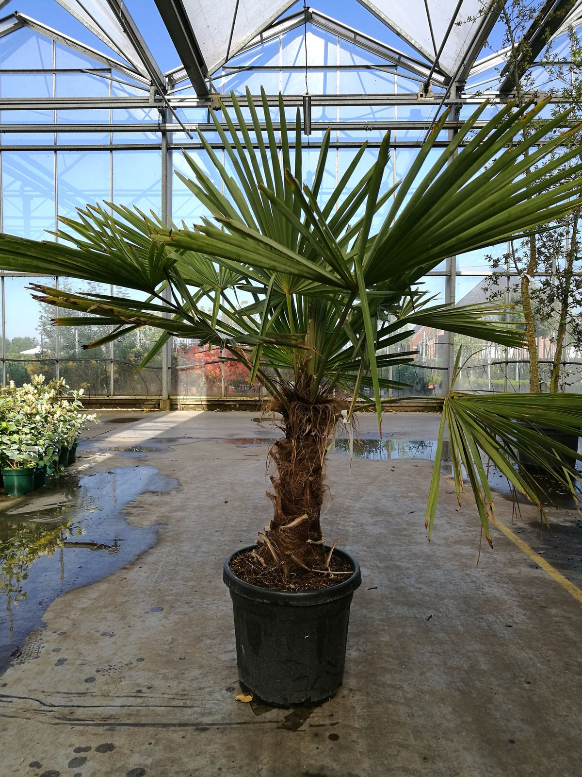 Trachycarpus fortunei