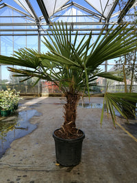 Trachycarpus fortunei