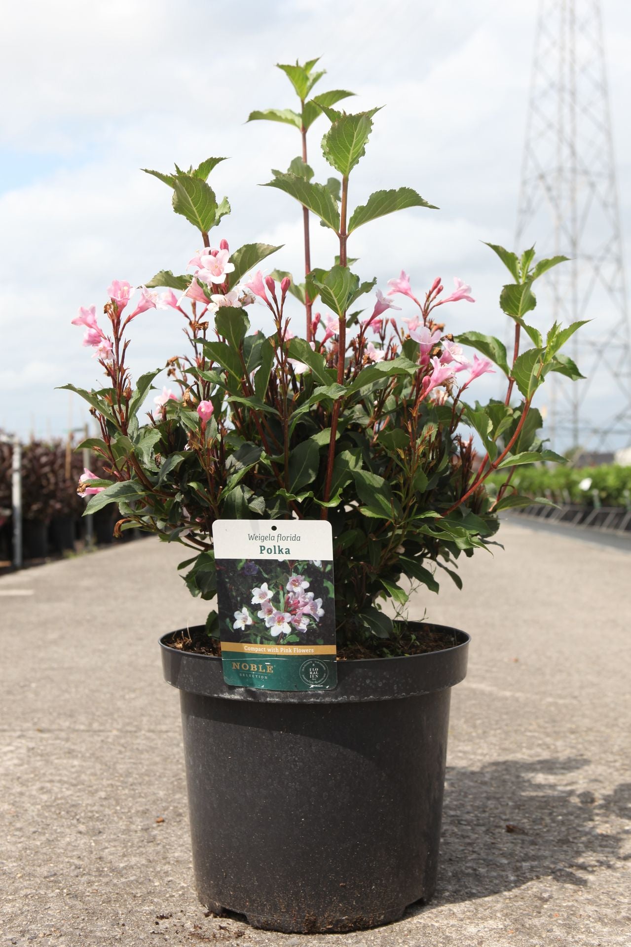 Weigela florida 'Polka'