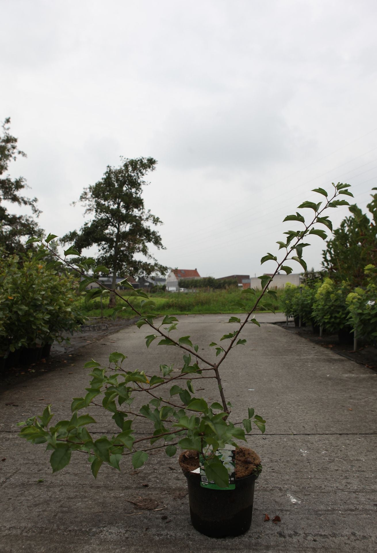 Malus toringo 'Tina'
