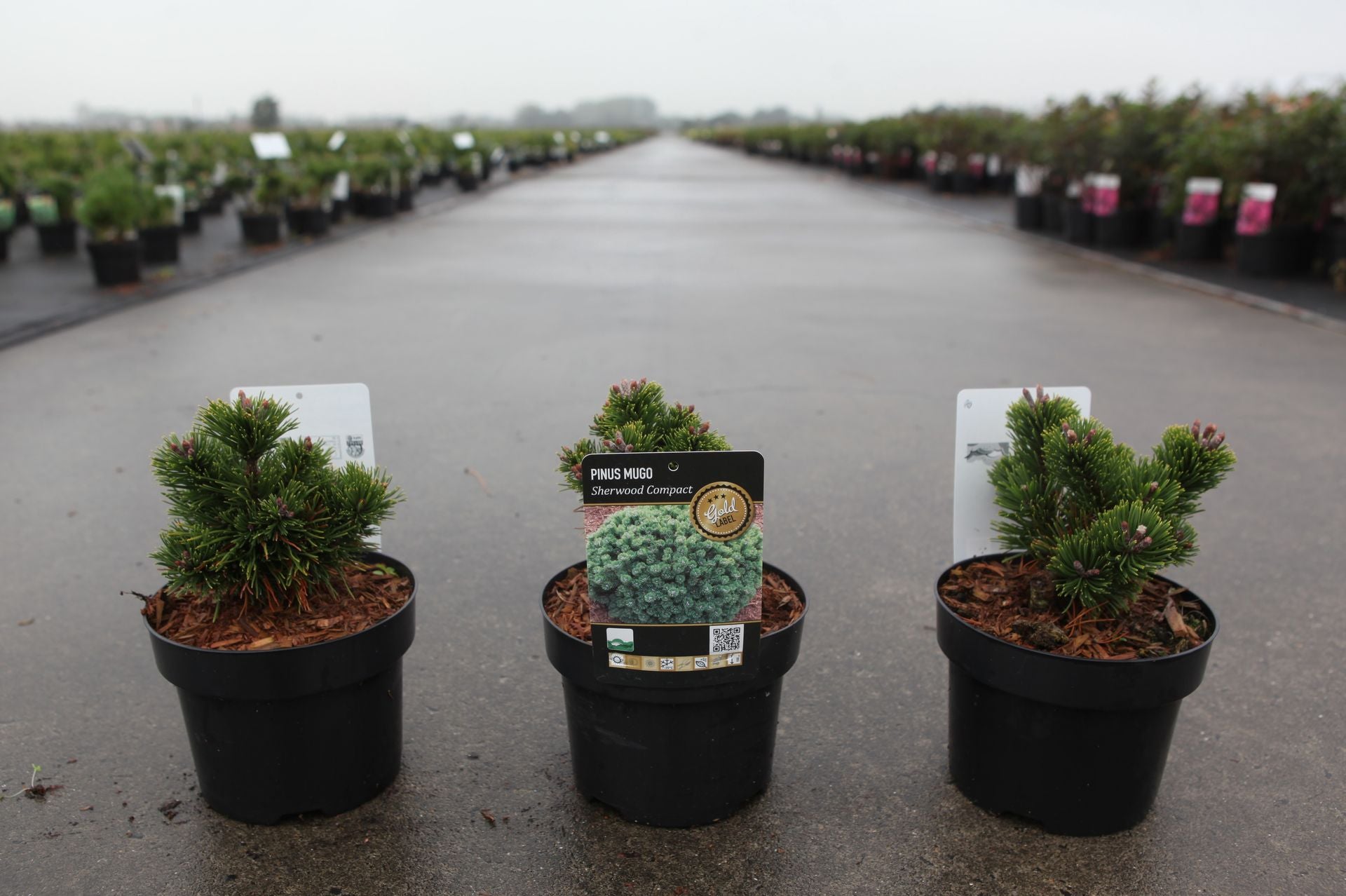 Pinus mugo 'Sherwood Compact'