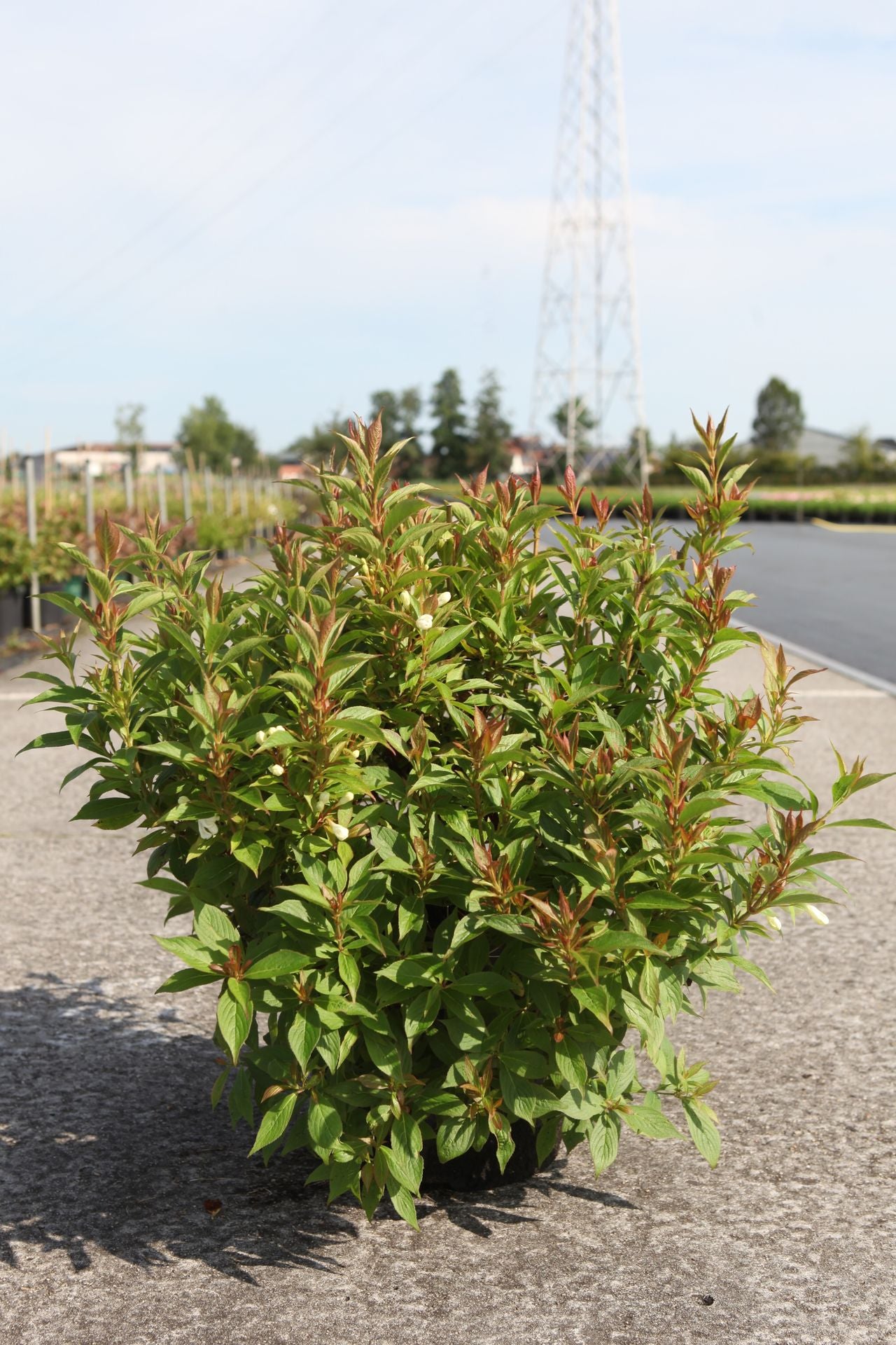 Weigela Picobella© BIANCO (PBR)