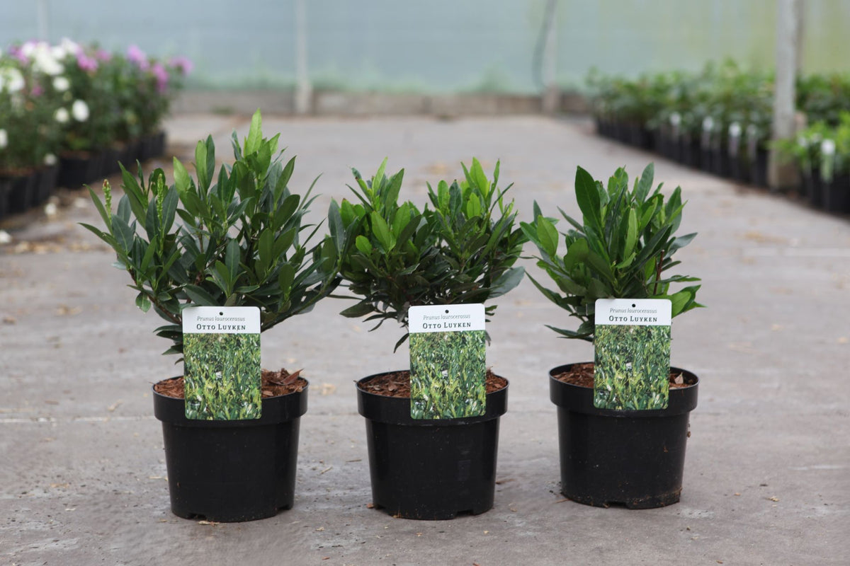 Prunus (L) laurocerasus 'Otto Luyken'