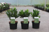 Prunus (L) laurocerasus 'Otto Luyken'