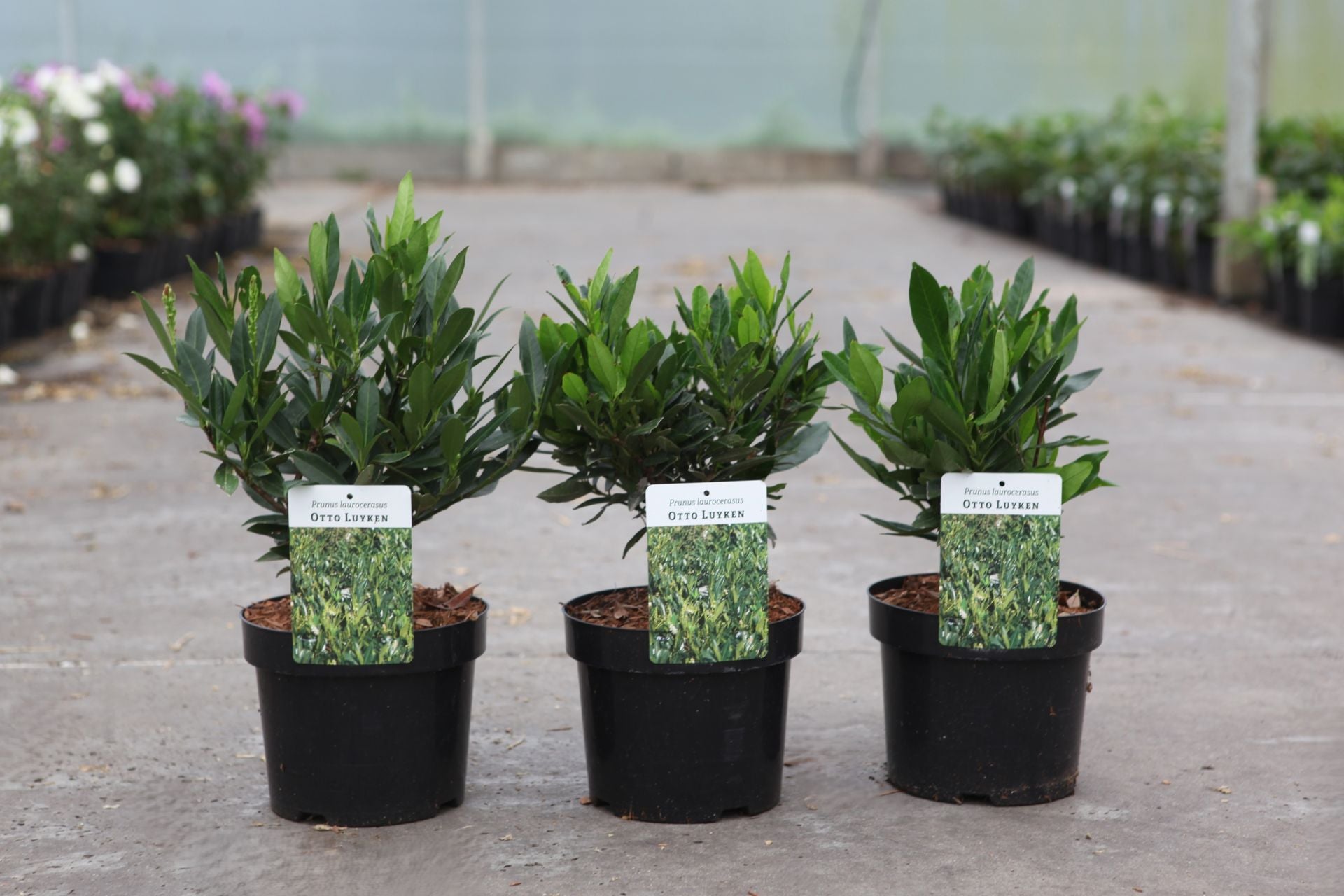 Prunus (L) laurocerasus 'Otto Luyken'
