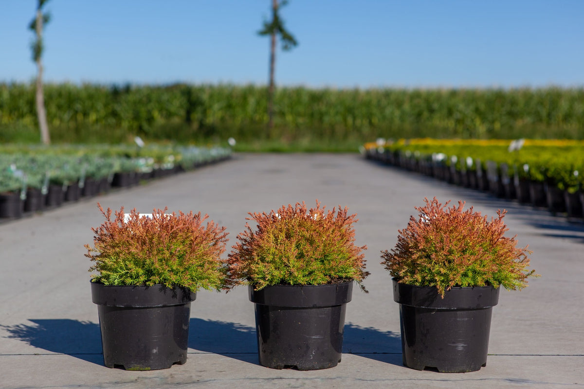 Thuja occidentalis FIRE CHIEF (PBR)