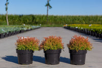 Thuja occidentalis FIRE CHIEF (PBR)