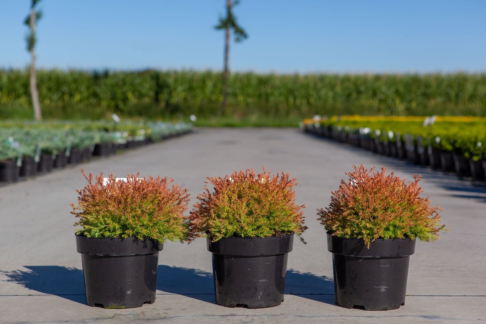 Thuja occidentalis FIRE CHIEF (PBR)