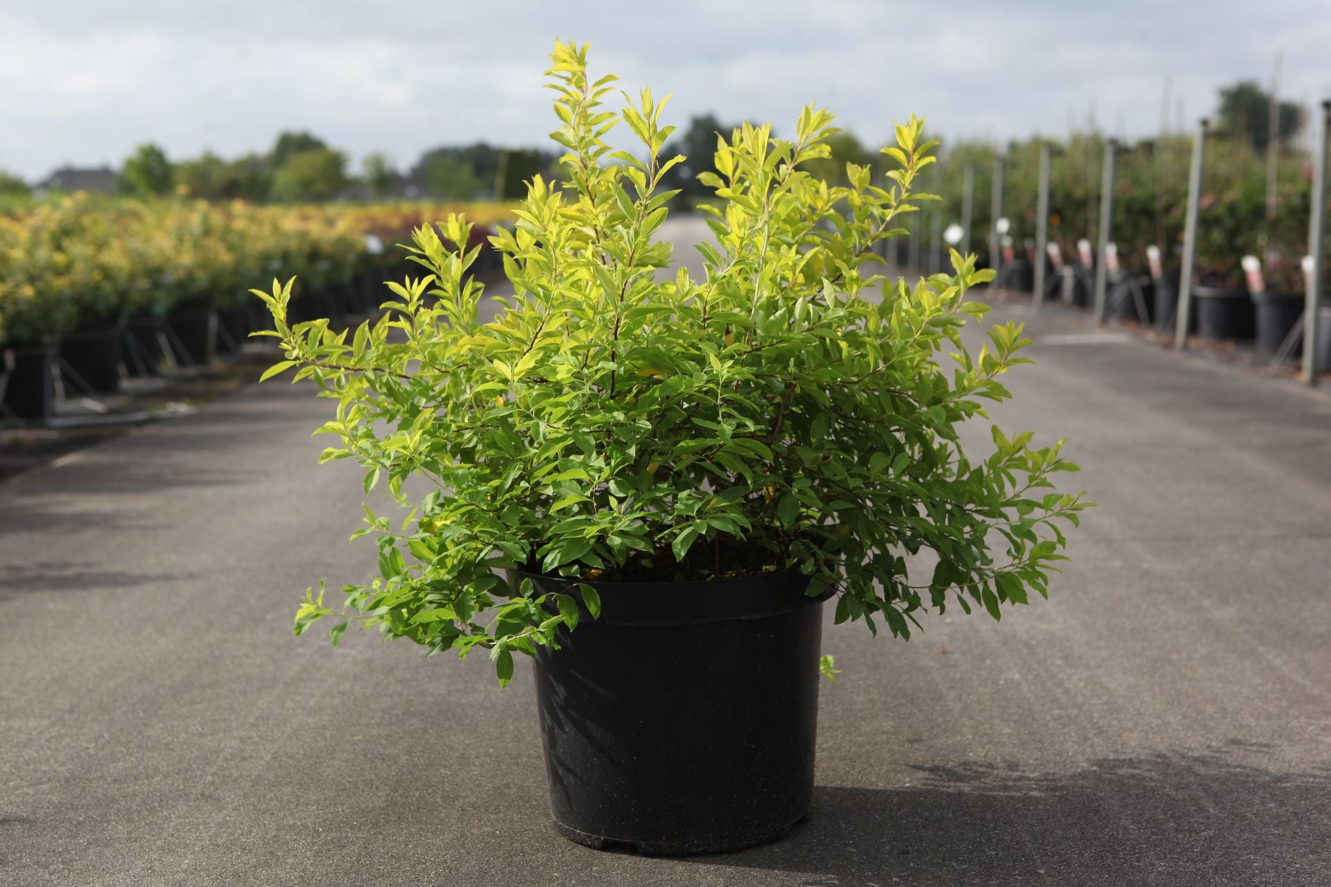 Spiraea prunifolia GOLDFIRE (PBR)