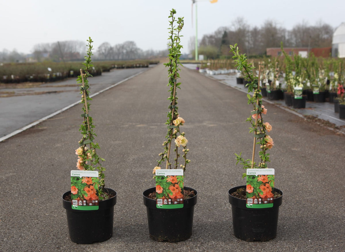 Chaenomeles superba 'Cameo'