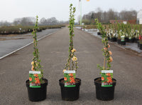 Chaenomeles superba 'Cameo'