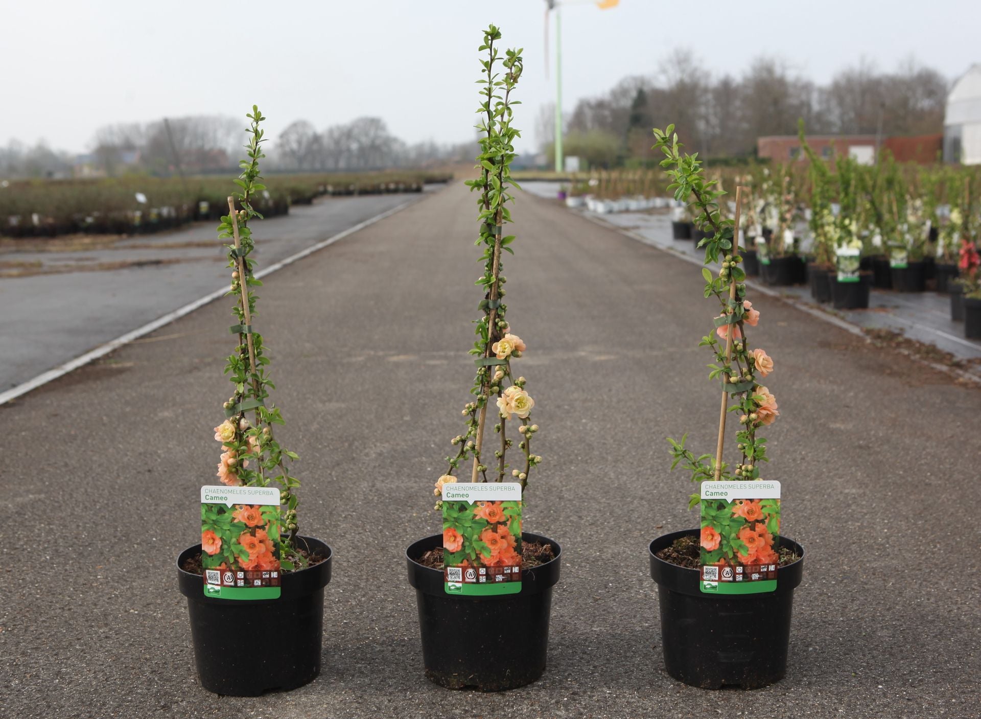 Chaenomeles superba 'Cameo'