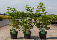 Viburnum opulus 'Roseum'