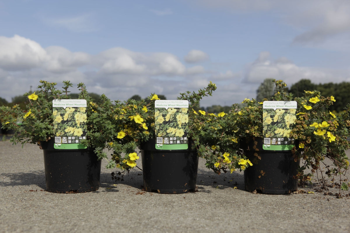 Potentilla fruticosa 'Medicine Wheel Mountain'