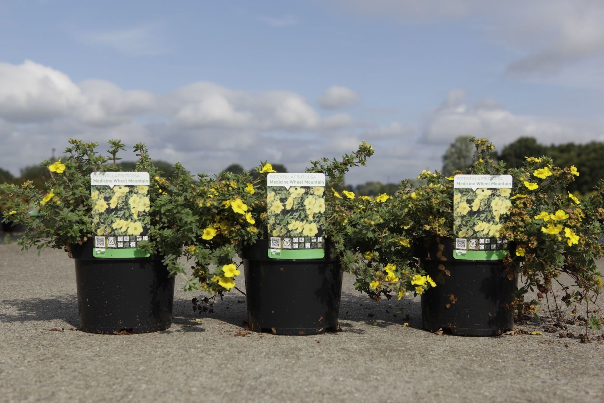 Potentilla fruticosa 'Medicine Wheel Mountain'