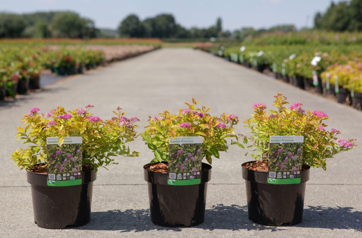 Spiraea japonica 'Golden Princess'