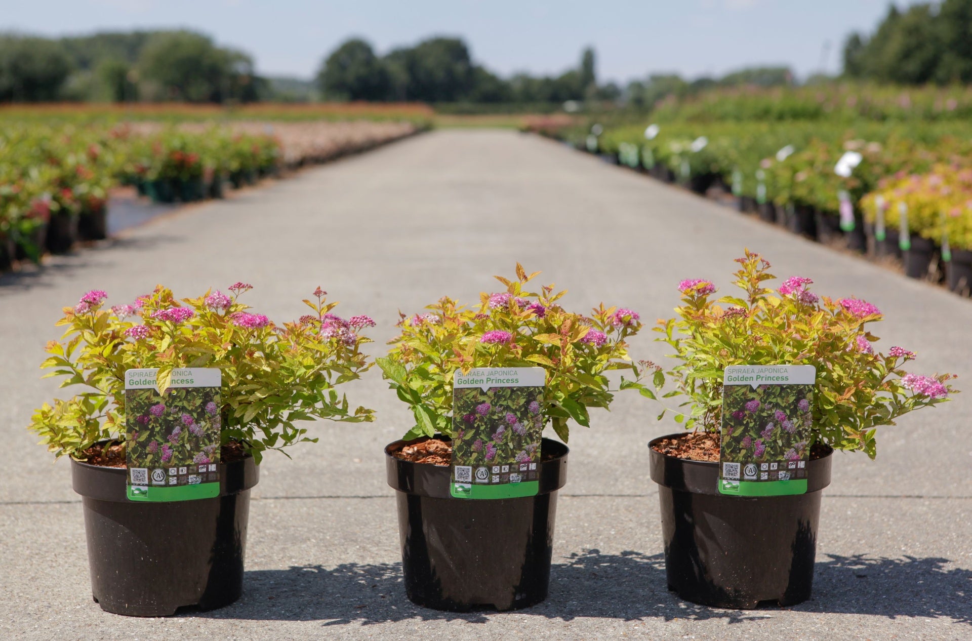Spiraea japonica 'Golden Princess'