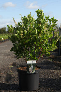 Clethra alnifolia 'Vanilla Spice'