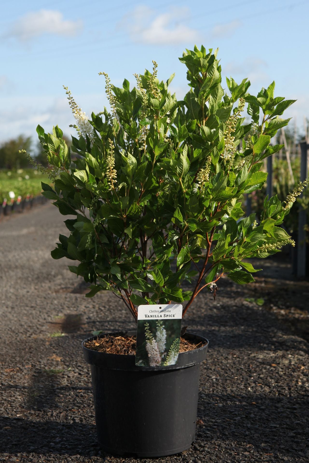 Clethra alnifolia 'Vanilla Spice'