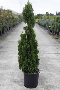 Thuja occidentalis 'Degroot's Spire'