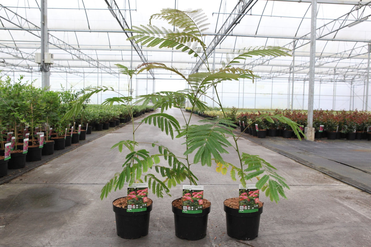 Albizia julibrissin OMBRELLA