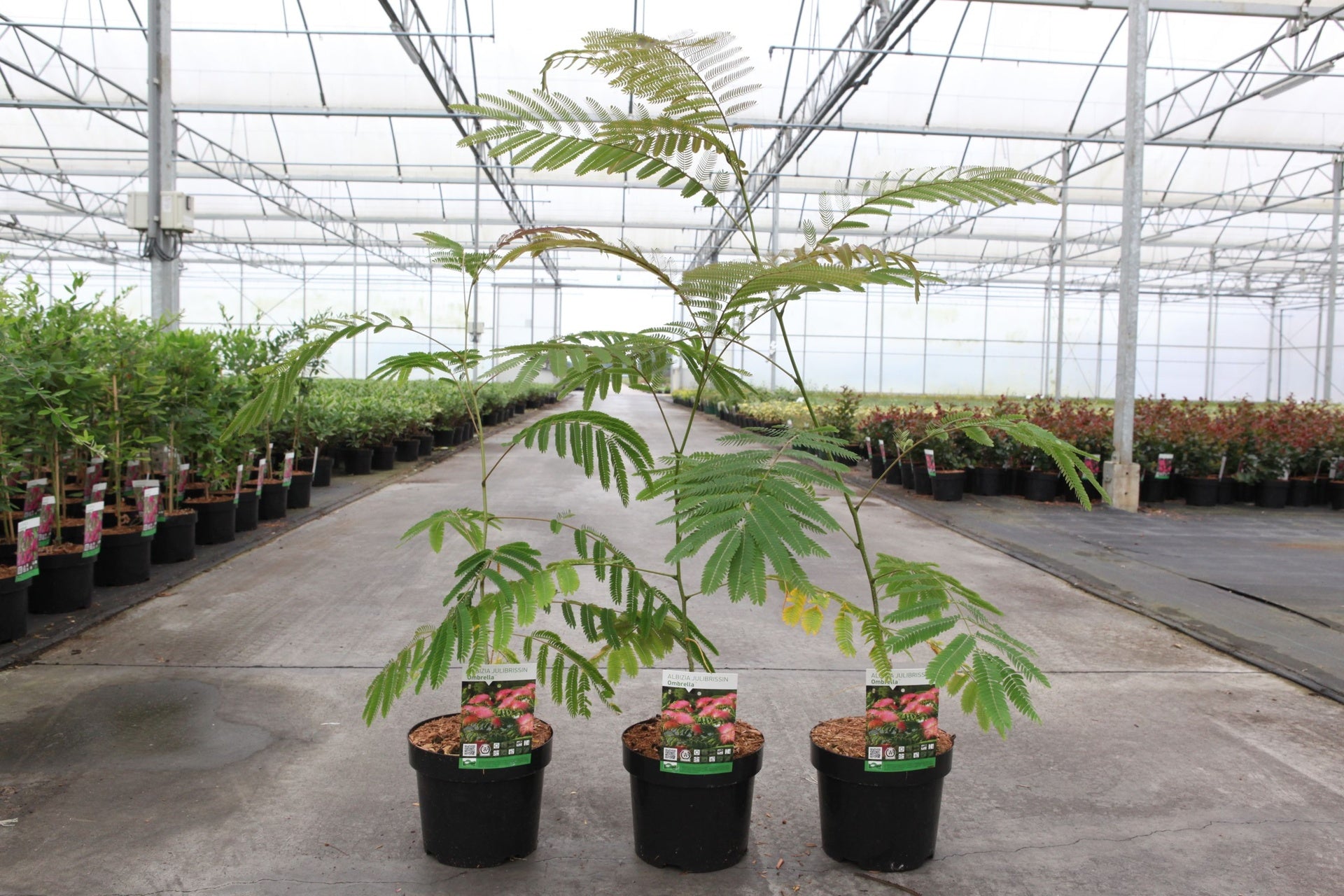 Albizia julibrissin OMBRELLA
