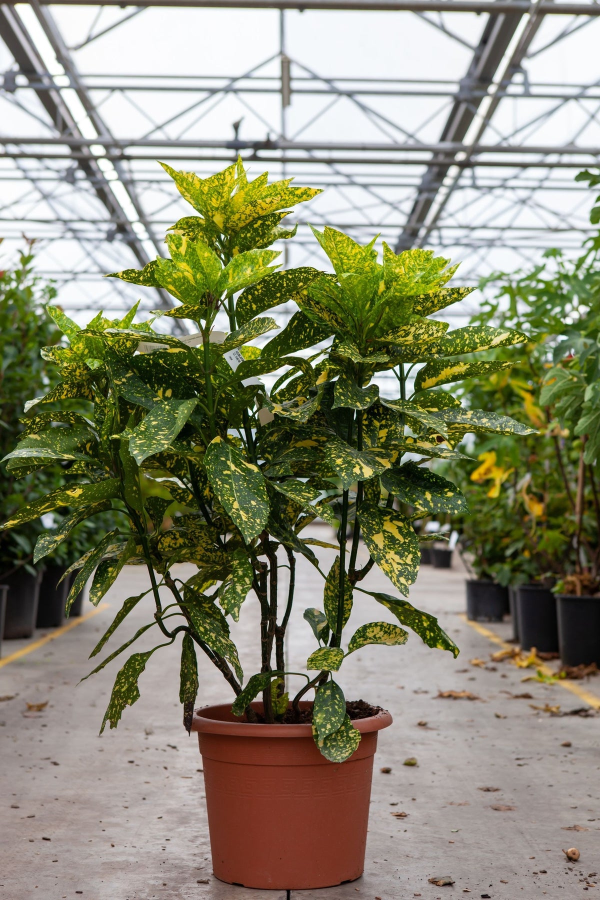 Aucuba japonica 'Crotonifolia'