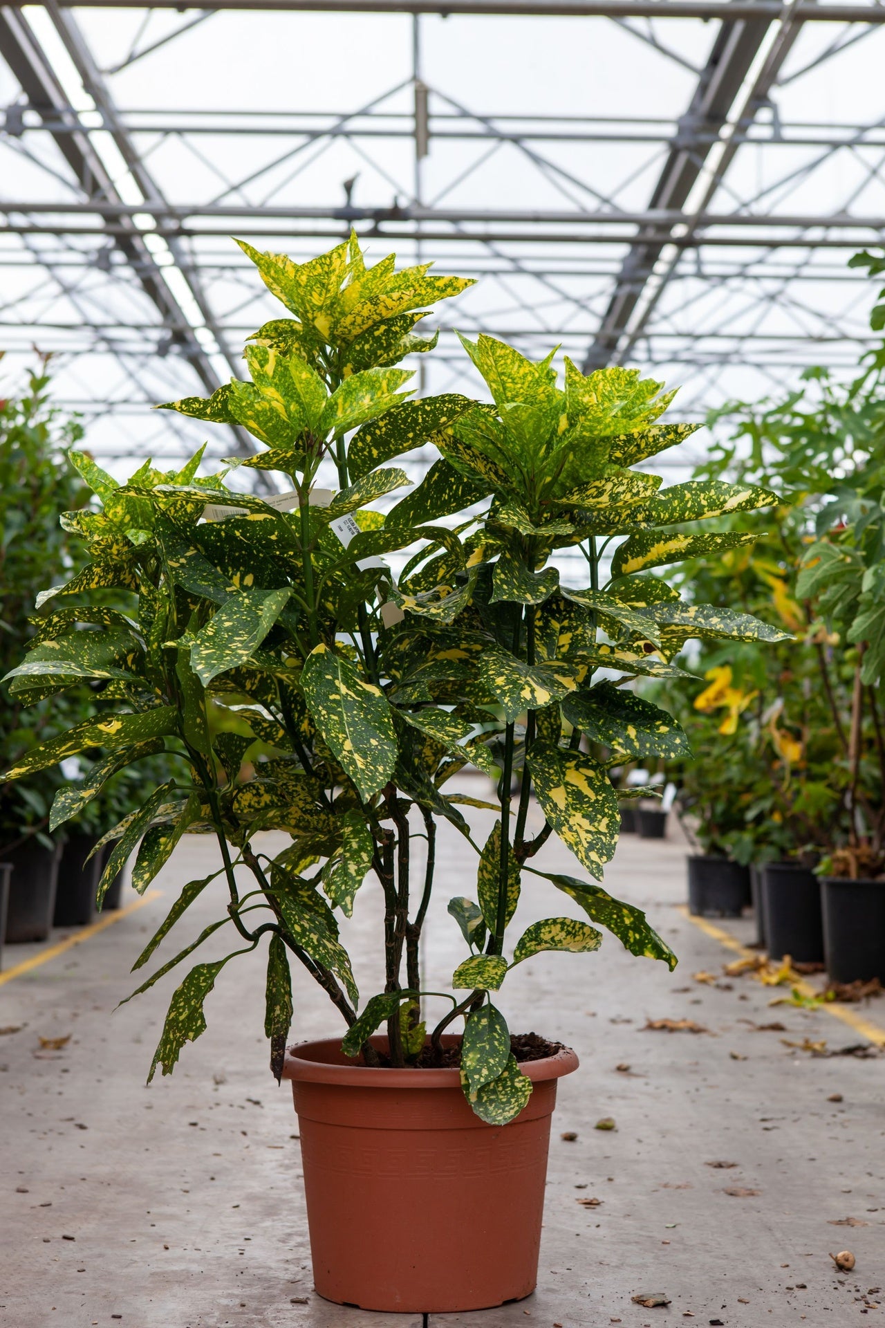 Aucuba japonica 'Crotonifolia'