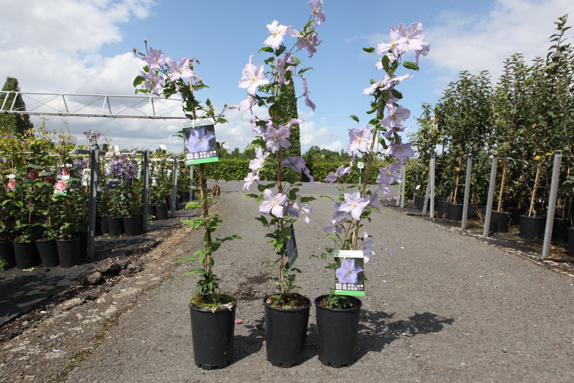 Clematis 'Blue Angel'
