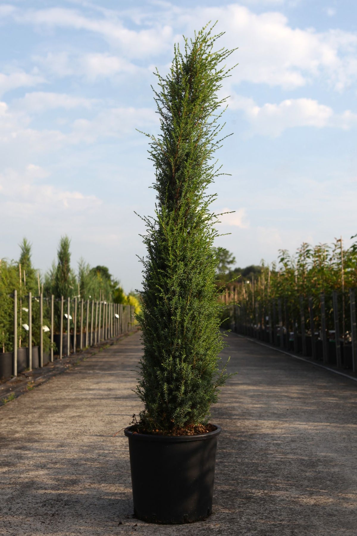 Juniperus communis 'Sentinel'
