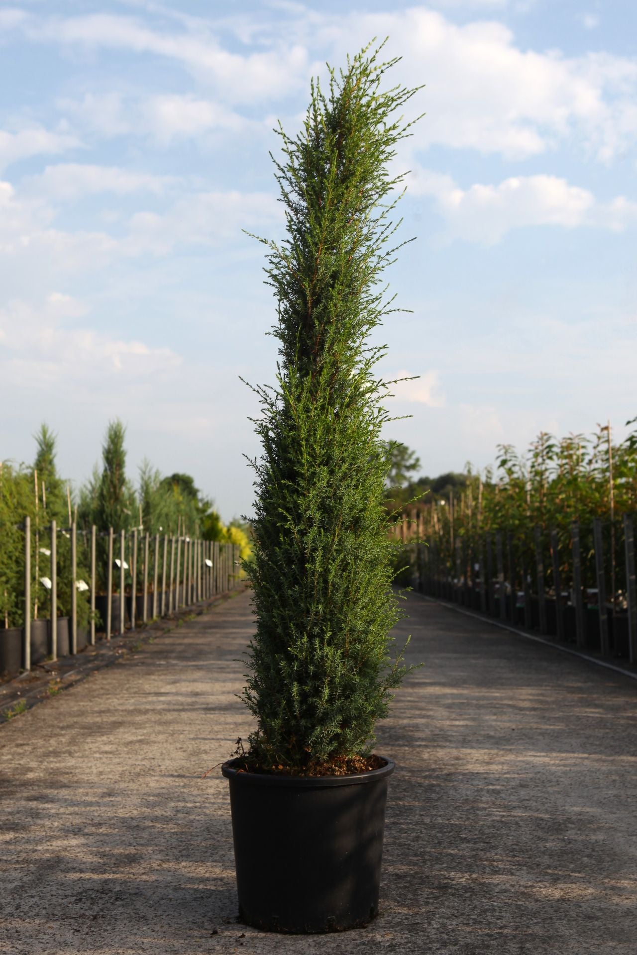 Juniperus communis 'Sentinel'