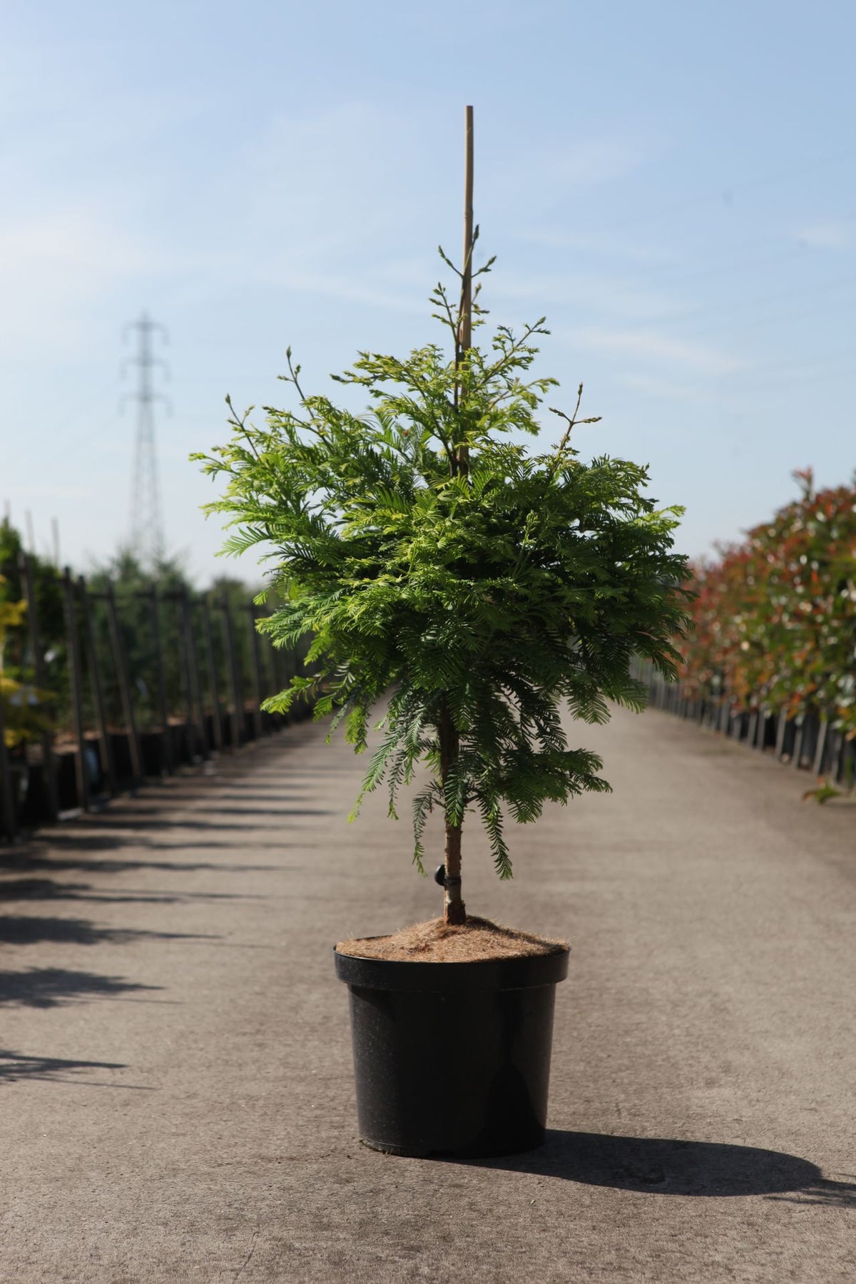 Metasequoia glyptostroboides 'Chubby'