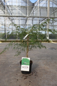 Acer palmatum 'Dissectum'