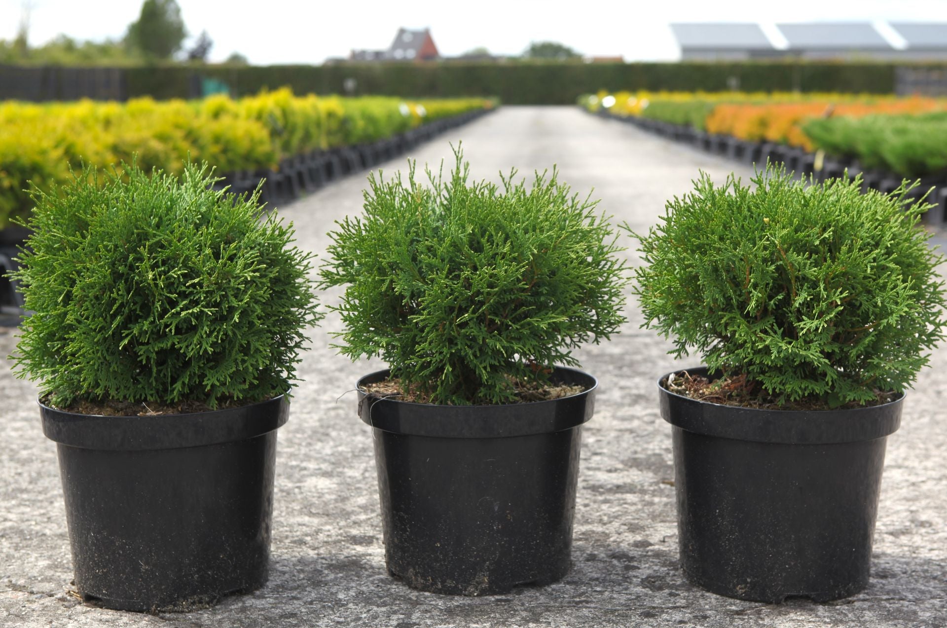 Thuja occidentalis 'Tiny Tim'