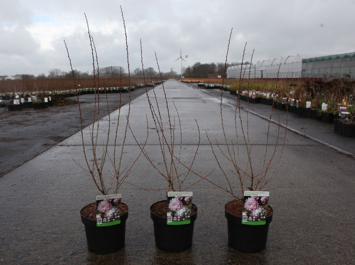 Prunus glandulosa 'Rosea Plena'
