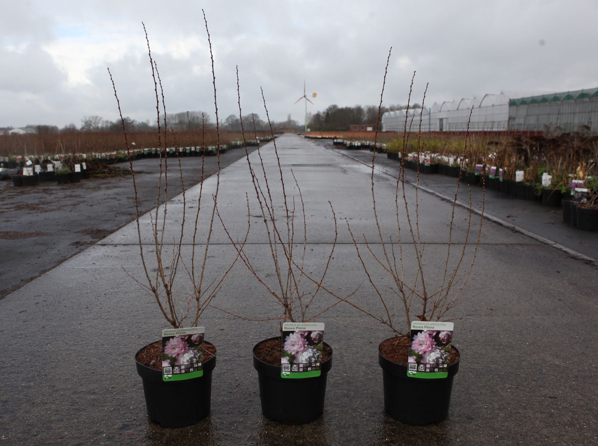 Prunus glandulosa 'Rosea Plena'