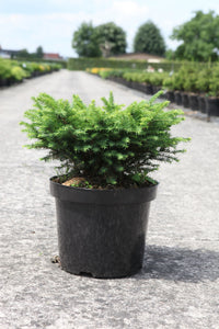 Picea omorika 'Karel'