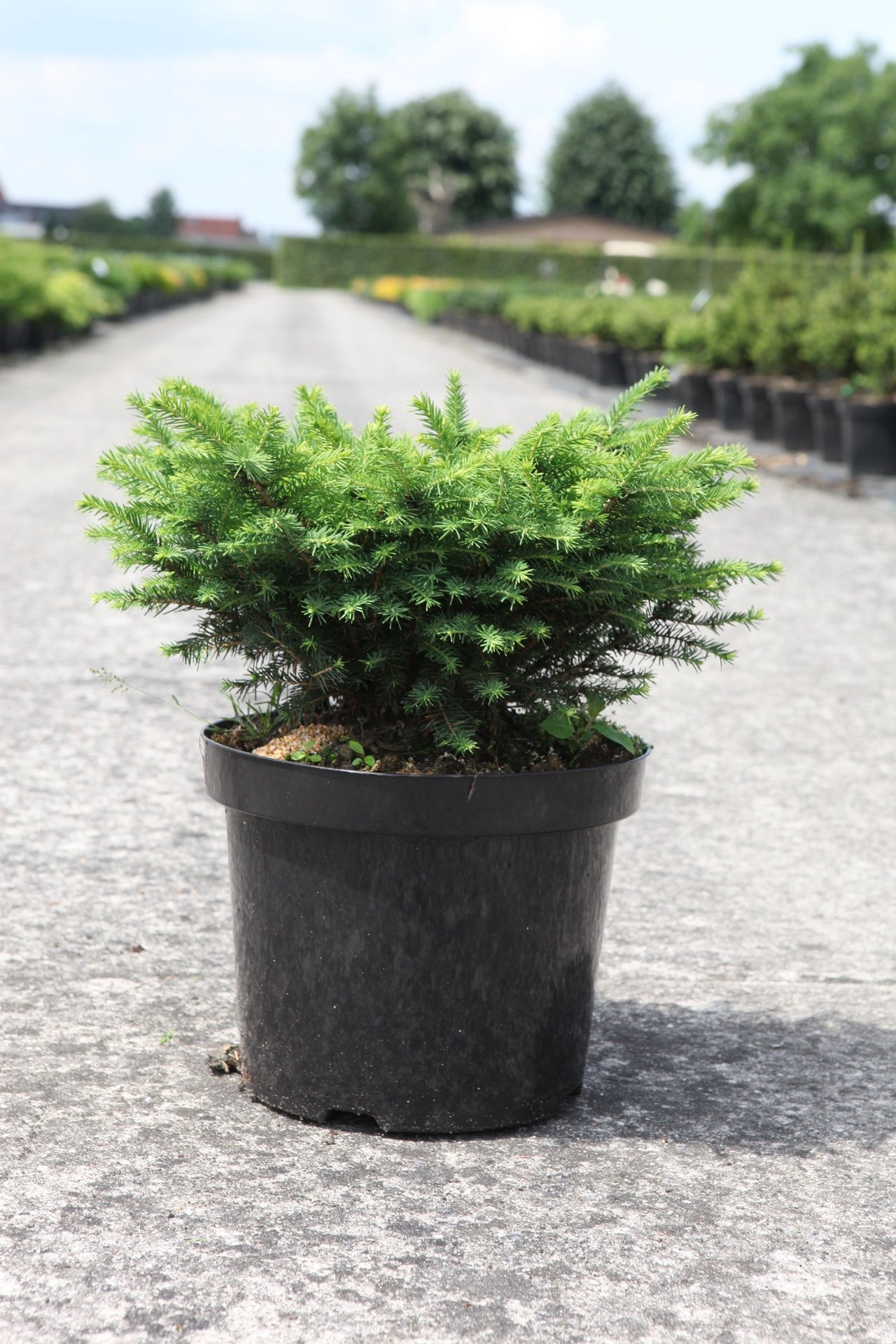Picea omorika 'Karel'