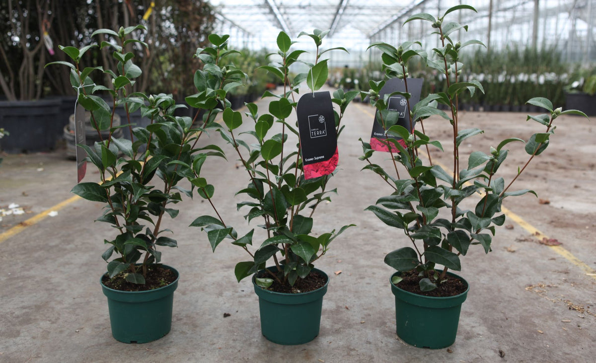 Camellia japonica 'Kramer's Supreme'