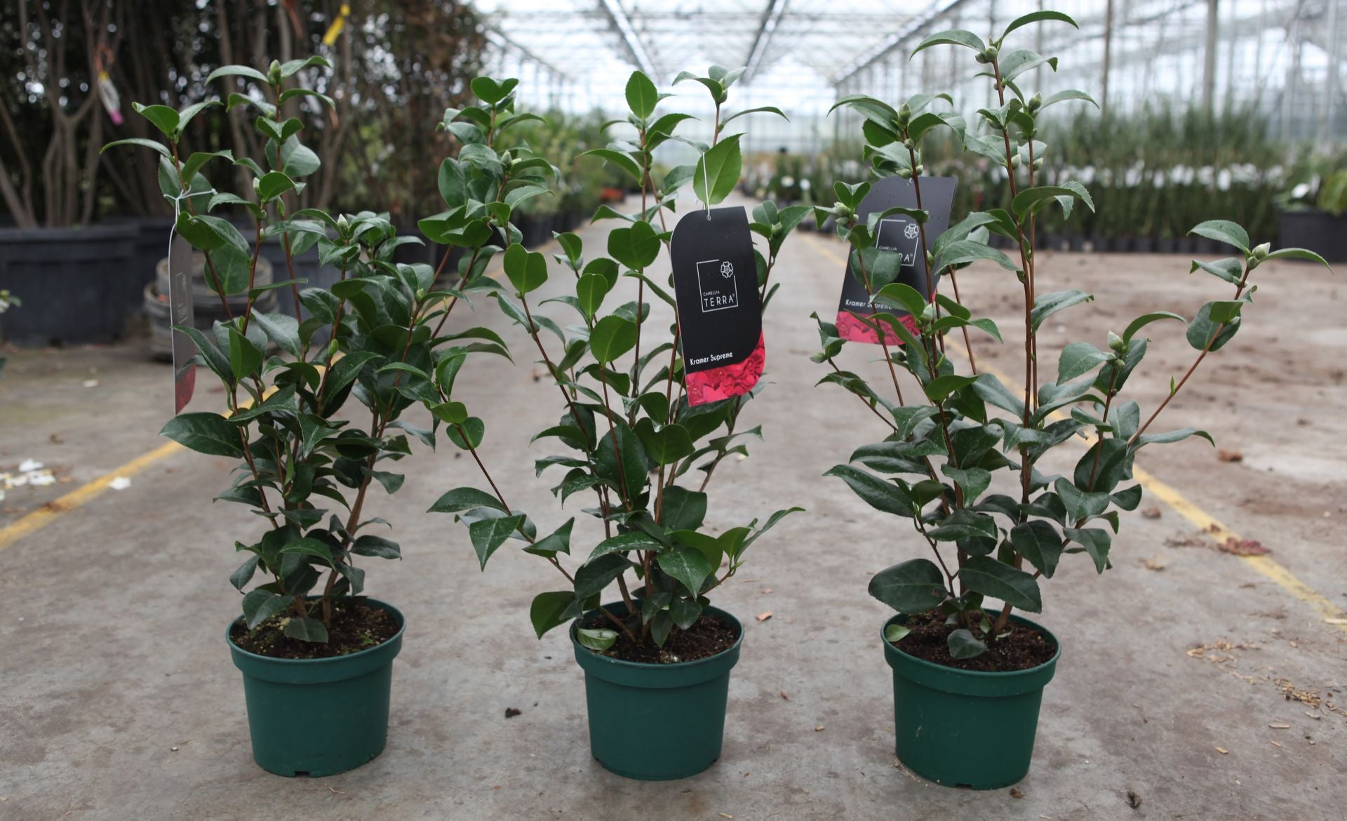 Camellia japonica 'Kramer's Supreme'