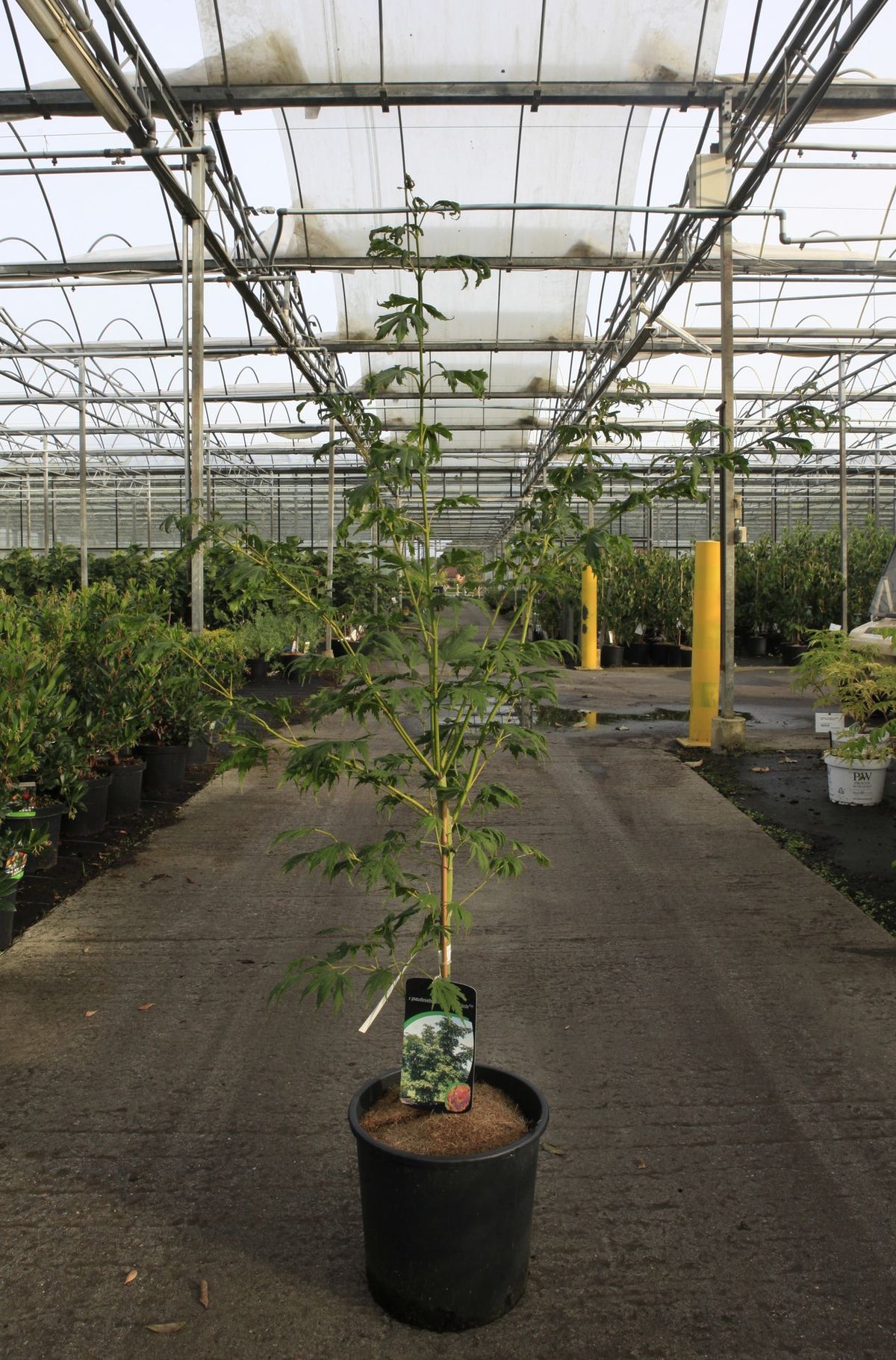 Acer pseudosieboldianum ARCTIC JADE (PBR)