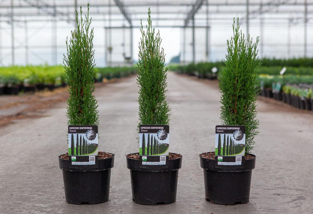 Cupressus semp. 'Totem'