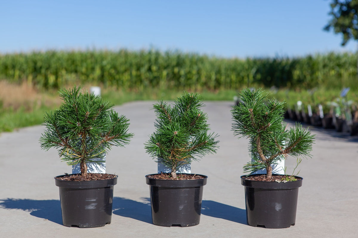 Pinus mugo 'Gnom'